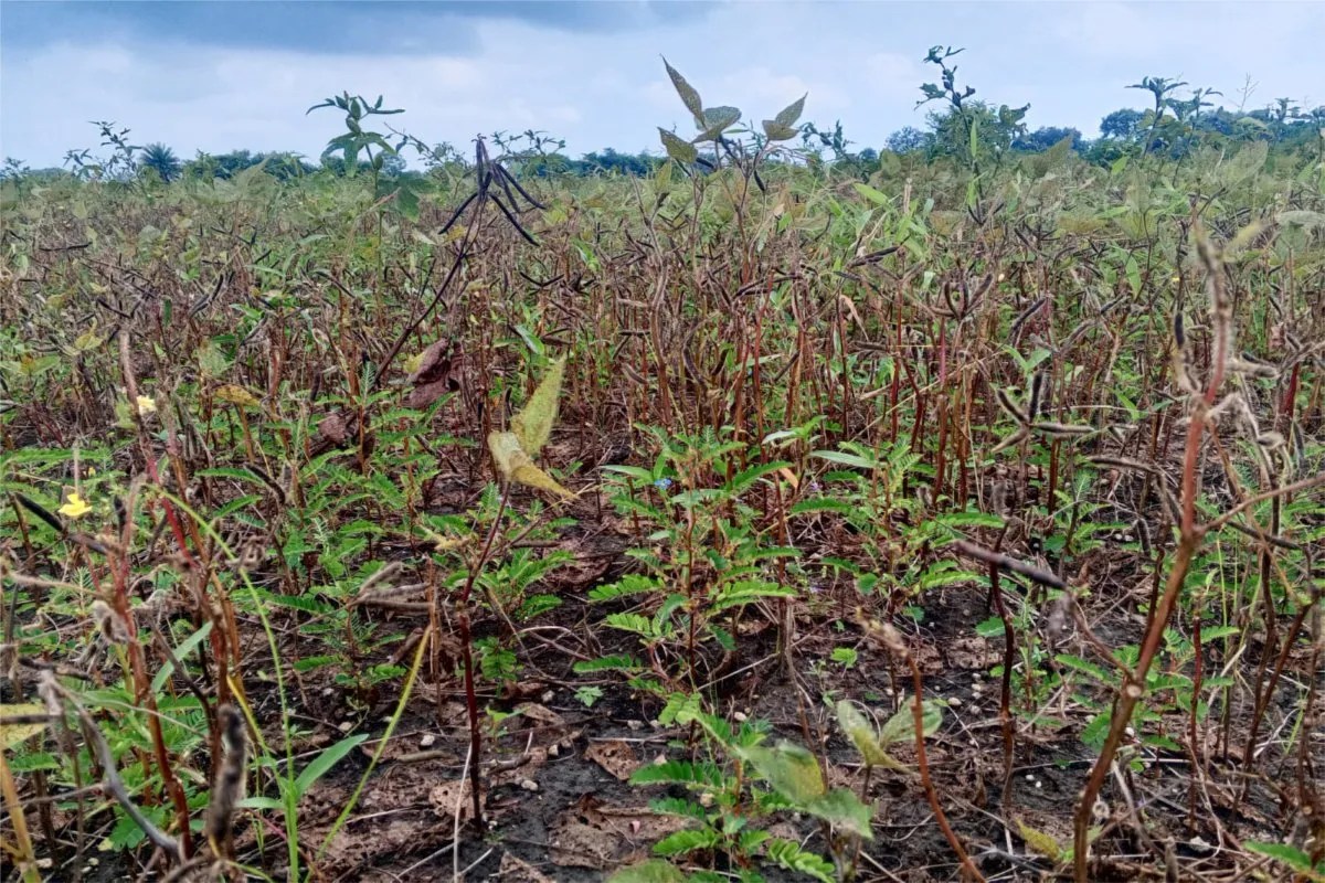 Farmers in Bina did not get their crop details updated with the banks