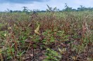 Farmers in Bina did not get their crop details updated with the banks
