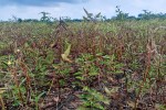 Farmers in Bina did not get their crop details updated with the banks