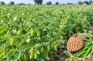Rabi Crop: Agriculture Department in Bina aims to boost pulse crop cultivation