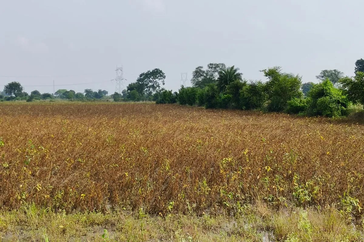 Crisis for 60-day soybean crop: ready for harvest, but reaping is stalled.