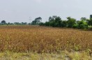 Crisis for 60-day soybean crop: ready for harvest, but reaping is stalled.