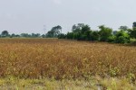 Crisis for 60-day soybean crop: ready for harvest, but reaping is stalled.