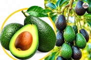rajasthan avocado boom profitable farming farmers price ₹500 per kg