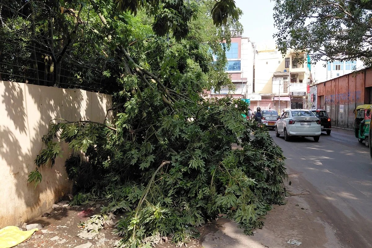 जयपुर के बापू नगर में बारिश के बाद टूटा पेड़। patrika photo