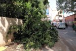 जयपुर के बापू नगर में बारिश के बाद टूटा पेड़। patrika photo