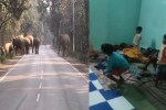 Elephant Terror in Chhattisgarh