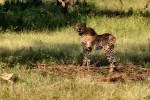 Gandhi Sagar wildlife Sanctuary