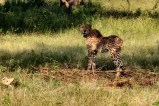 Gandhi Sagar wildlife Sanctuary