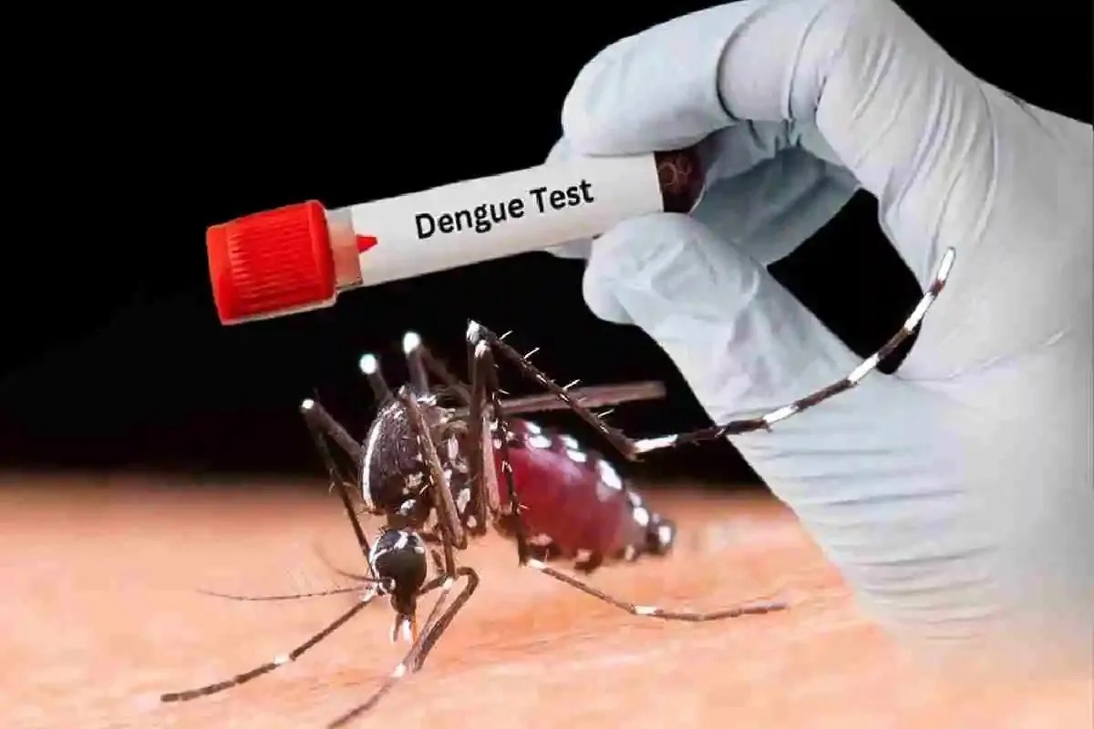 Dengue news