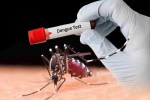 Dengue news