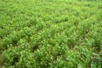 Horticulture Farming