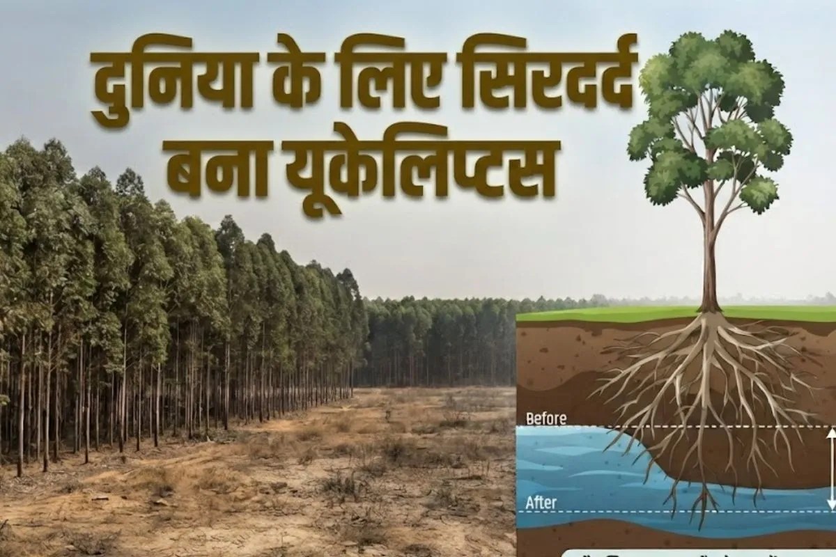 eucalyptus trees bad effects