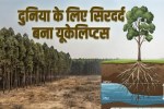 eucalyptus trees bad effects