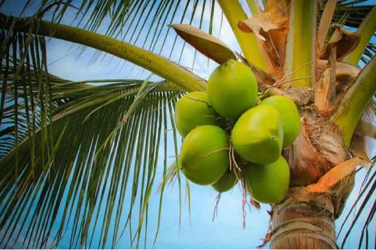 Coconut farming