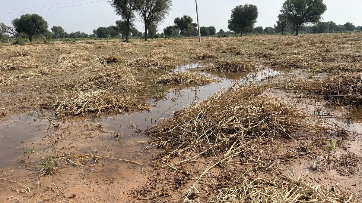बेमौसम बारिश से खेत में खराब हुई ग्वार की फसल