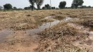 बेमौसम बारिश से खेत में खराब हुई ग्वार की फसल
