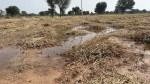 बेमौसम बारिश से खेत में खराब हुई ग्वार की फसल