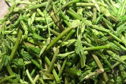 Hop Shoots