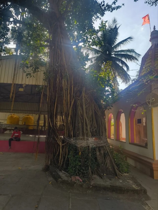 आस्था के प्रतीक पेड़: मंदिर परिसर में स्थित पीपल और बिल्वपत्र के पेड़, जिनसे श्रद्धालुओं की विशेष आस्था जुड़ी है।