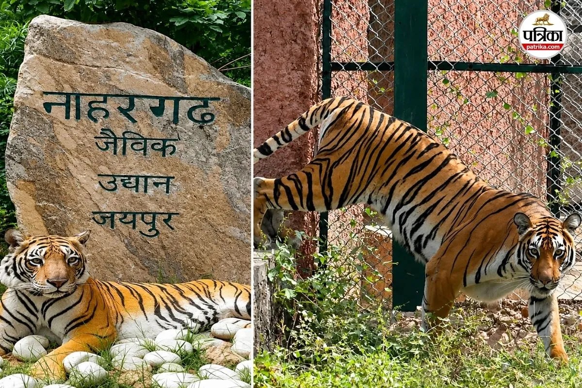 jaipur nahargarh biological park tiger attack woman dies 2026
