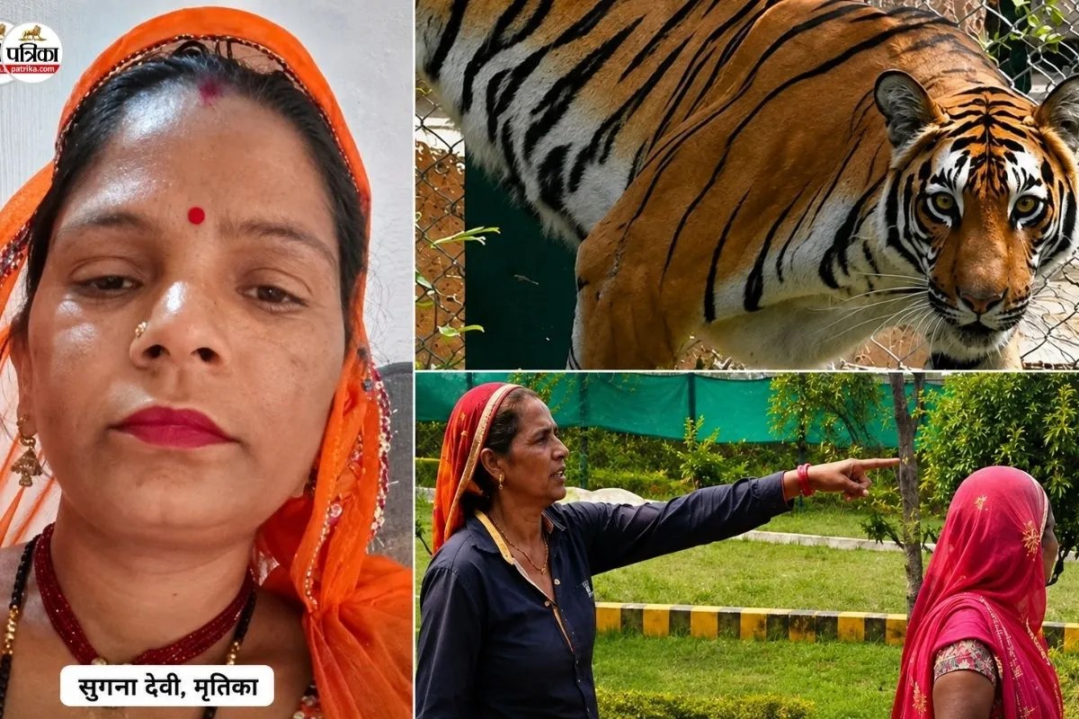 jaipur nahargarh tiger attack sugna devi eyewitness