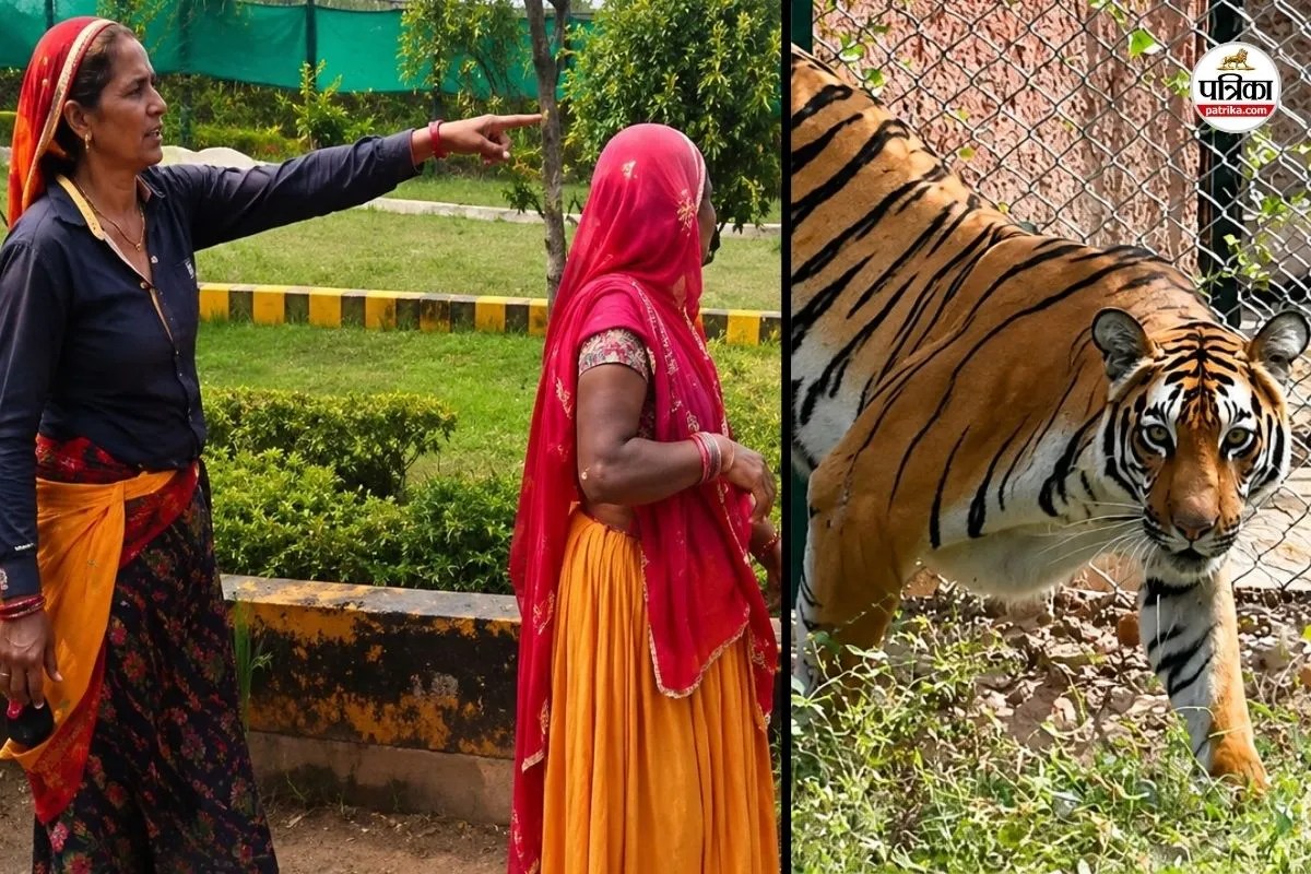jaipur nahargarh tiger attack sugna devi protest nagal dharna