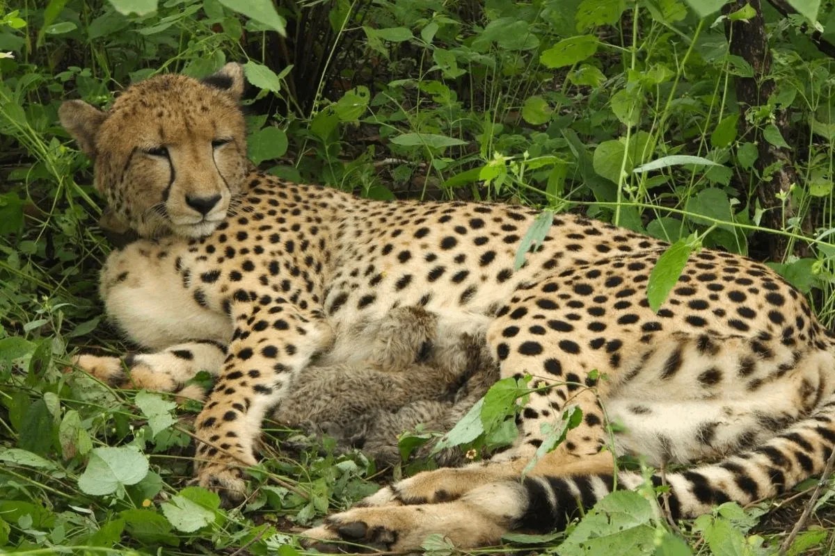 kuno national park cheetah kgp12 gives birth 4 cubs pm modi birthday