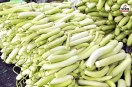 tonk farmer hard work goes to waste bottle gourd price plummet