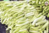 tonk farmer hard work goes to waste bottle gourd price plummet