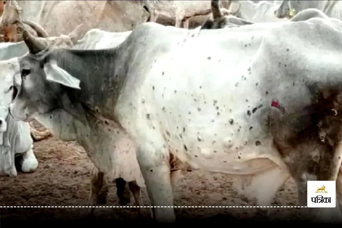 Lumpy Virus Gwalior