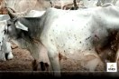 Lumpy Virus Gwalior