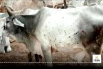 Lumpy Virus Gwalior