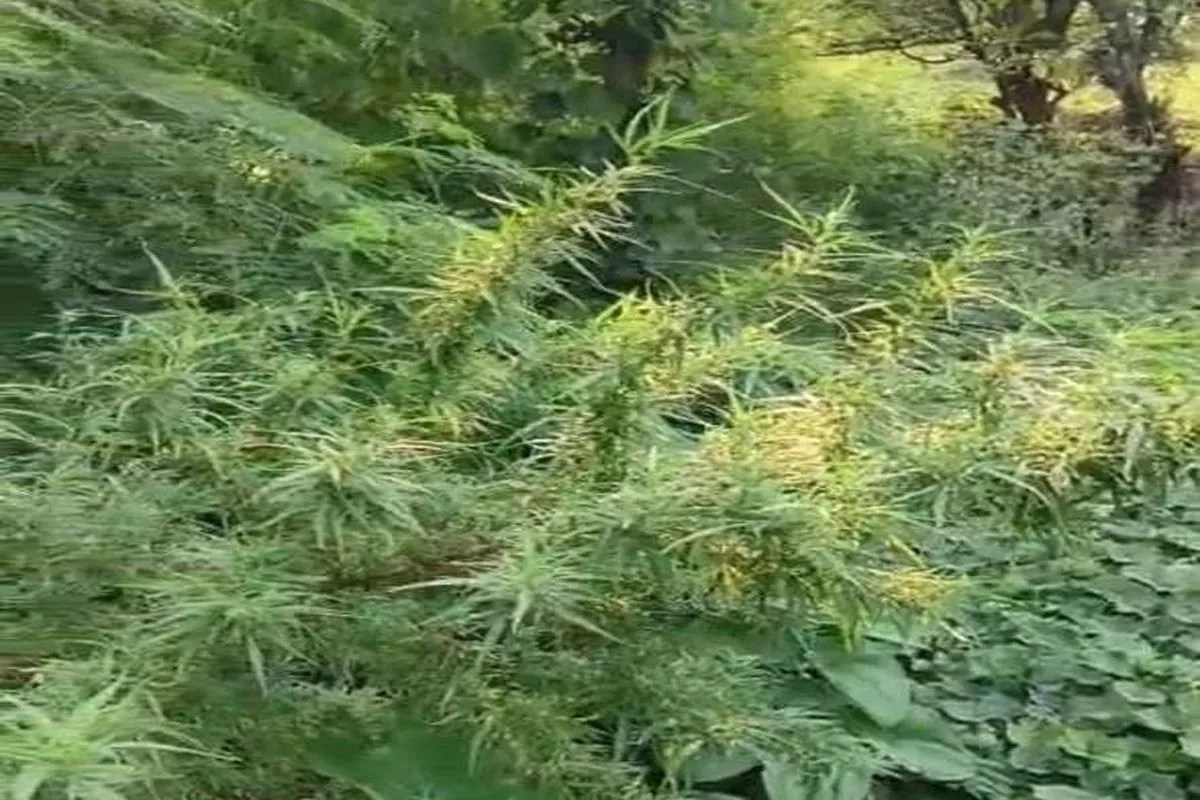 narcotics worth 3 crore seized in three years.
