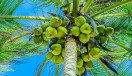 विश्व नारियल दिवस