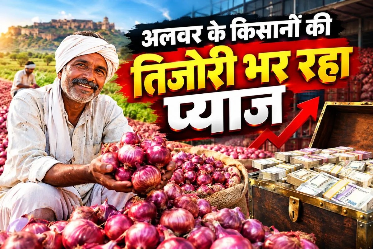 onion farming in alwar