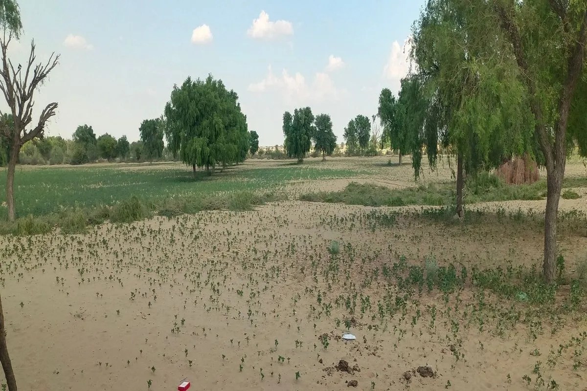 jaisalmer nachan news