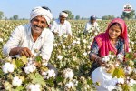 sri ganganagar hanumangarh cotton increased farmers expect huge profits