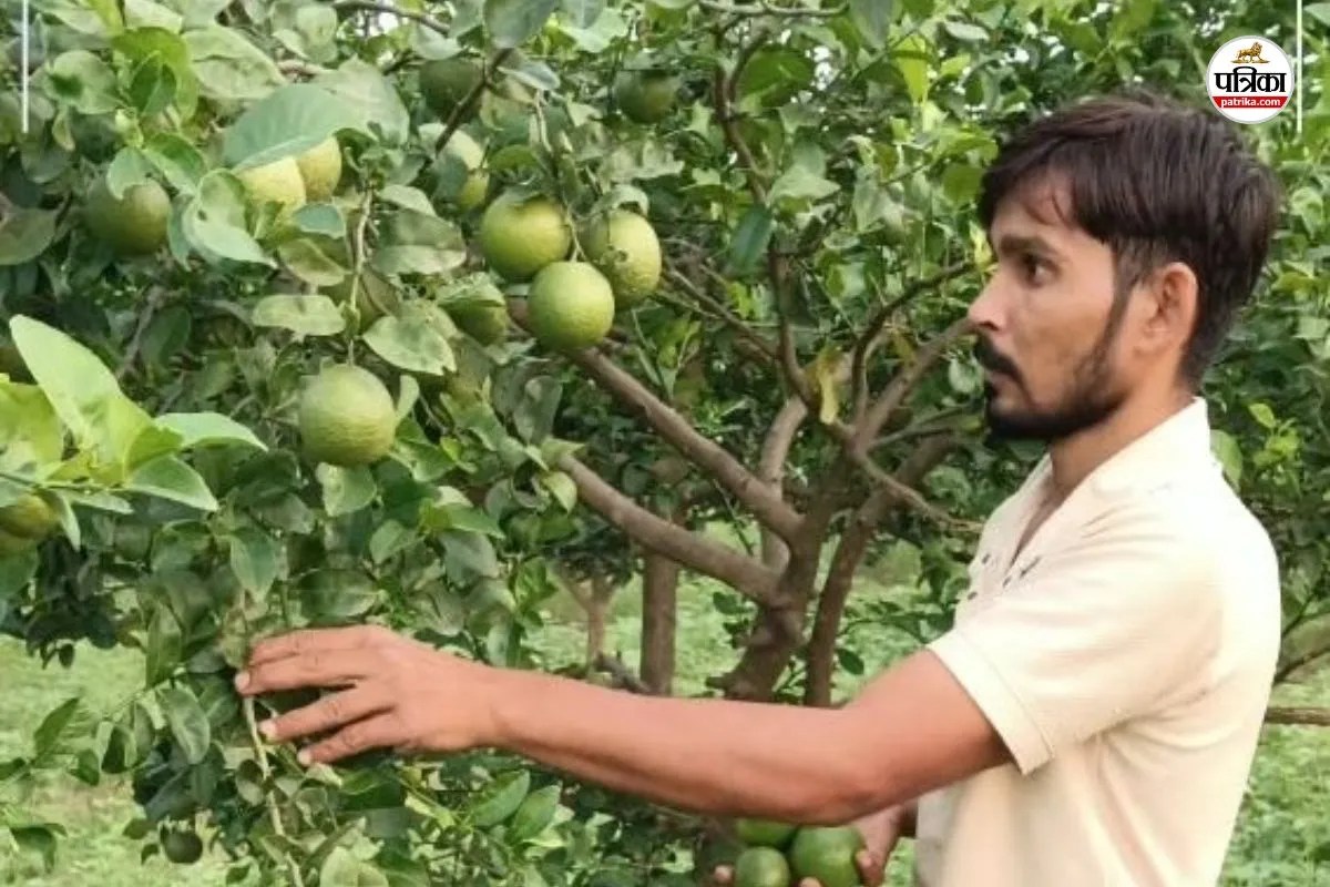 rajasthan traditional farming left people laughed farmer replied earnings