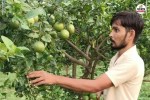 rajasthan traditional farming left people laughed farmer replied earnings