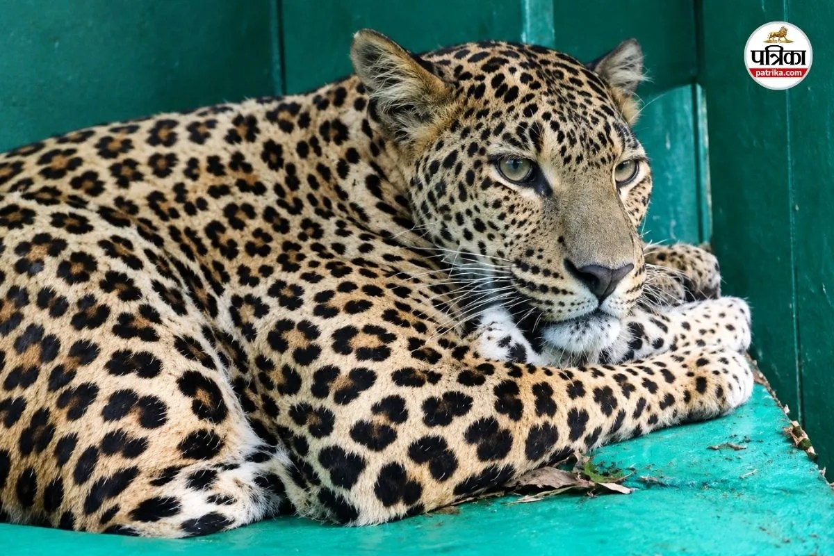 rajasthan jaipur leopard rescued forest colony jhalana amagarh