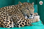 rajasthan jaipur leopard rescued forest colony jhalana amagarh
