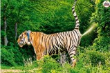 ramgarh vishdhari tiger reserve