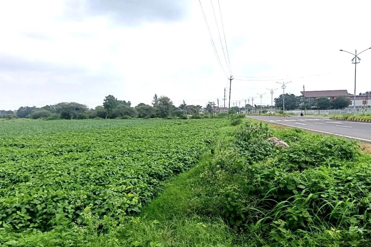 Soybean crop news Monsoon alert ratlam