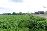 Soybean crop news Monsoon alert ratlam