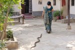 snake bite