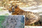 Bilaspur Tiger Attack