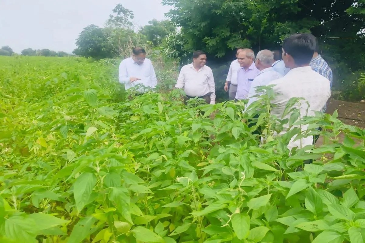 खंडवा जिले में यूरिया के बढ़ते इस्तेमाल से फसल पर असर, नाइट्रोजन की अधिक मात्रा से पौधे कमजोर, कीट-रोग का बढ़ता खतरा