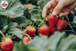 trawberry farming, strawberry cultivation