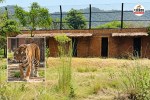 tiger shivaji attack case